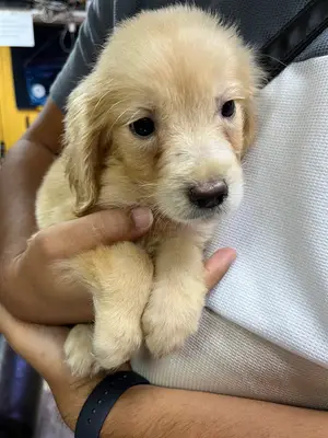 Candostum Köpek Çiftliği