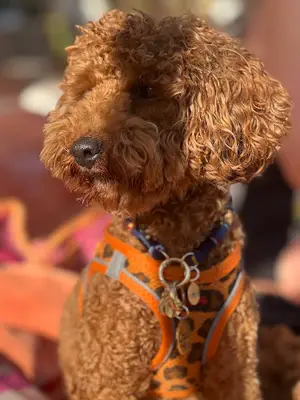 K9 KÖPEK EĞİTİM MERKEZİ