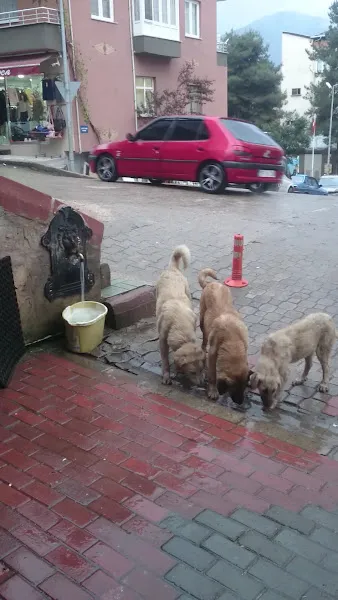 VETERİNER HEKİM AYDINER KOCABAŞ foto 2