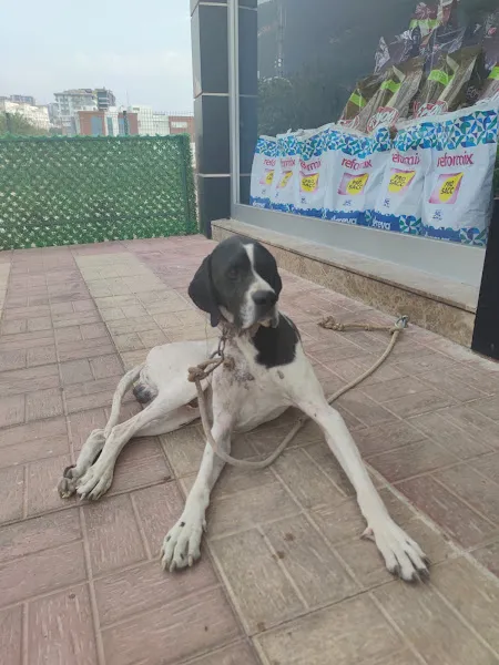 Ceyhan Veteriner Kliniği foto 2
