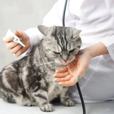 Alın veteriner kliniği