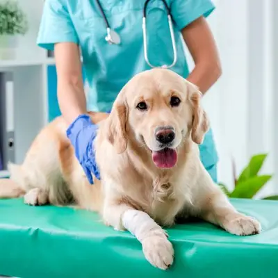 Uşak Ataşah Veteriner Kliniği