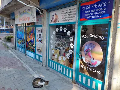 Rainbow petshop