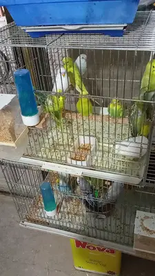 Çinar petshop