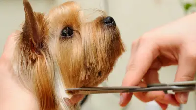 Ataşehir Pet Kuaför - Ataşehir Veteriner Kliniği Bünyesinde