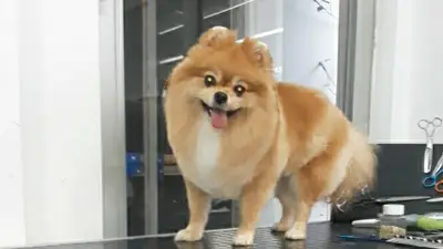 Petkuaföristanbul