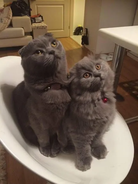 Jenner Veteriner Kliniği foto 2