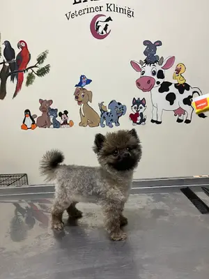 Erbay Veteriner Kliniği