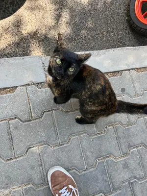 Mozaik keke benzeyen kedi, “ Tofti “