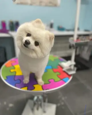 Pet Kuaför & Shop