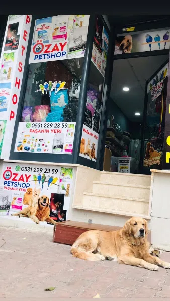Özay Petshop foto 2
