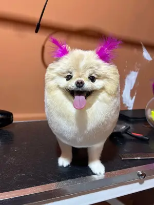 Rich Puppy Pet Shop
