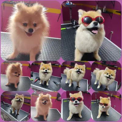 PETSHOP VE PET KUAFÖR AVM