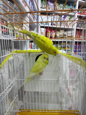 Royal Pet Shop