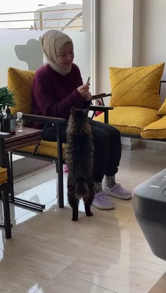 Gürpınar Veteriner Kliniği foto 2