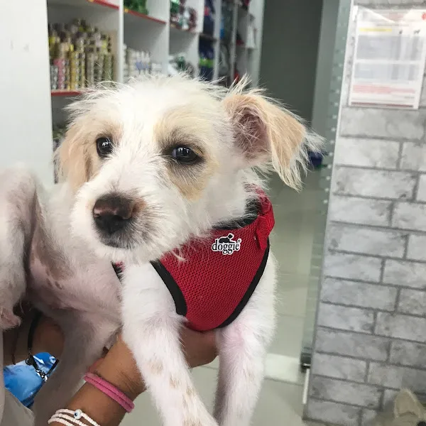 Kitty & Puppy Esenyurt Veteriner Polikliniği 7/24 foto 2