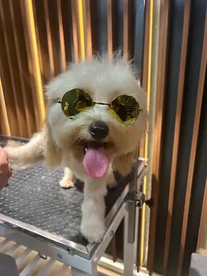Ata Pet Kuaför | Kedi - Köpek Kuaförü