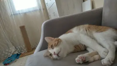 Geriatri Veteriner Kliniği