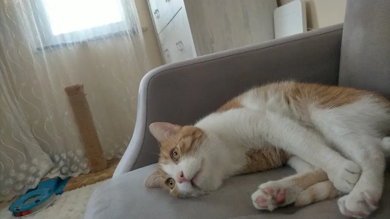 Geriatri Veteriner Kliniği foto 1