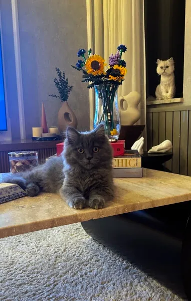 Geriatri Veteriner Kliniği foto 2