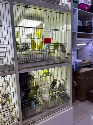 Optimum TOYASU Petshop