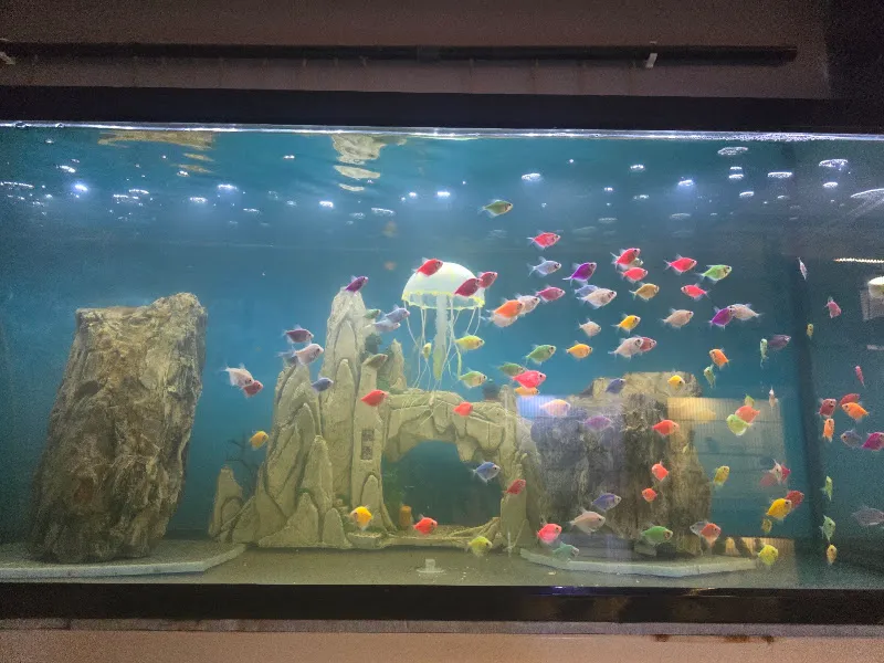 Mutlu akvaryum petshop foto 2