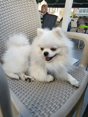 Pet Beaty Center