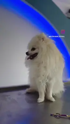 Mustafa Demir Pet Kuaför (Pet Groming)
