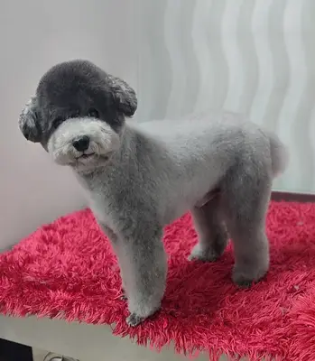 Studio&Petgrooming