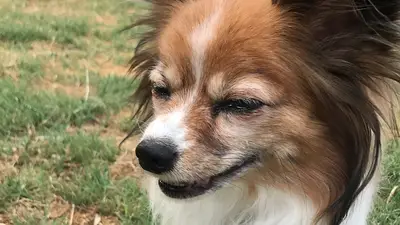 Tektek Köpek Oteli