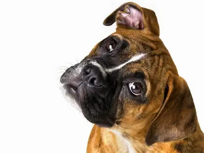 Bursa Köpek Çiftliği