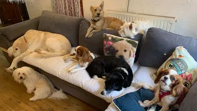 Pet Palas Köpek Oteli