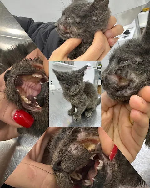 Viki Veteriner Kliniği foto 2
