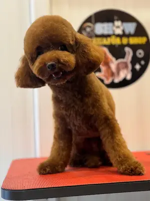 SHOW PET KUAFÖR | Anestezisiz Kedi ve Köpek traşı |