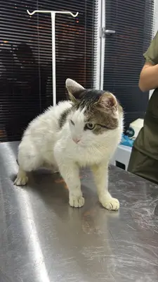 ATACAT 7/24 VETERİNER POLİKLİNİĞİ Atakent Halkalı Küçükçekmece Acil Veteriner Vetone Veteriner