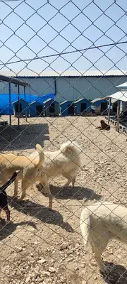 Hepad Terk Edilmişlerin Pati Bahçesi fotoğrafı