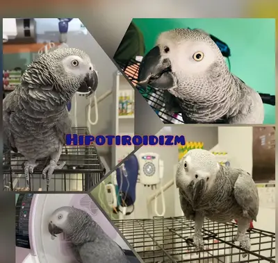 İHSAN ÖZER VETERİNER KLİNİĞİ -Kuş -Kedi -Köpek- Ankara kuş veterineri - Keçiören veteriner kliniği