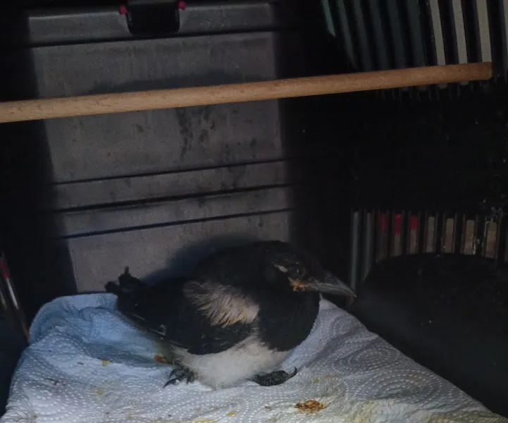 İHSAN ÖZER VETERİNER KLİNİĞİ -Kuş -Kedi -Köpek- Ankara kuş veterineri - Keçiören veteriner kliniği foto 2