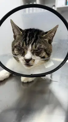 PatiLord Veteriner Kliniği