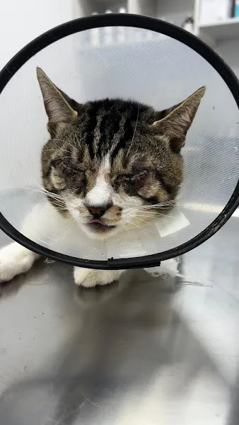 PatiLord Veteriner Kliniği foto 1