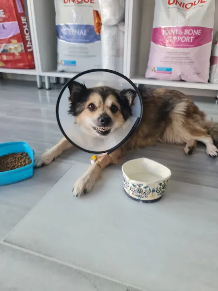 PatiLord Veteriner Kliniği foto 2