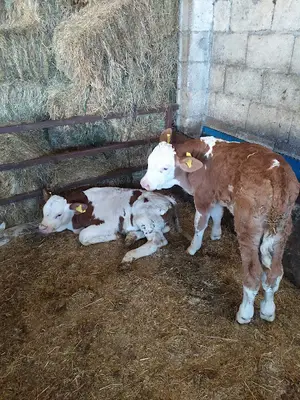Öz-vet Veteriner Kliniği
