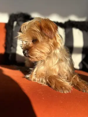 Patibul - Evcil Hayvanlar Sahiplendirme İlanları | Kedi ve Köpek İlanları