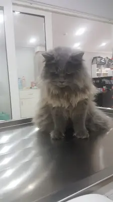 Elmali Veteriner Kliniği