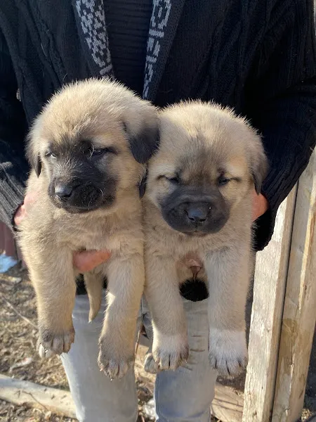 Kömürcüoğlu Kangal Çiftliği foto 2