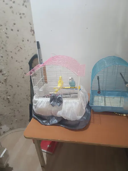 Tıfıl Petshop 2 foto 2