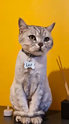 AnimART Pet Otel