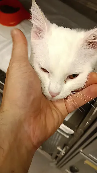 Vetmarise Veteriner Kliniği foto 2
