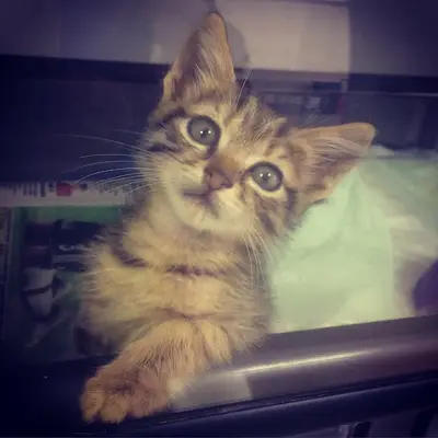 Angi Veteriner Kliniği