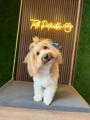 tatlı paticikler pet kuaför